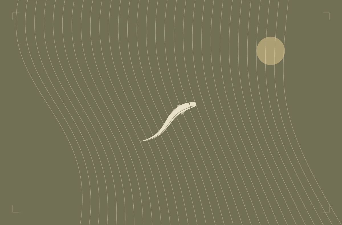 うなぎの養殖を知る — 泳ぎをもとにしたイメージ図版。実写や科学的な模式図ではありません。